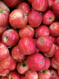 Royal Gala Apples