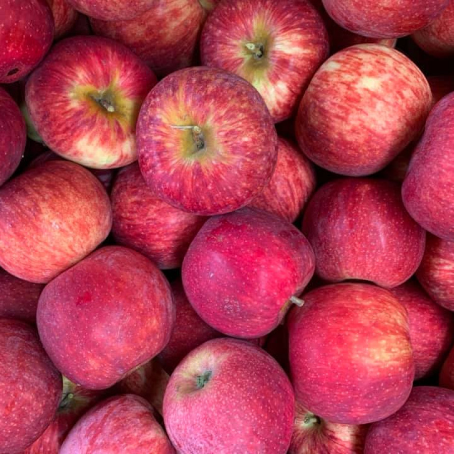 2kg Apple Bag (Fundraising)